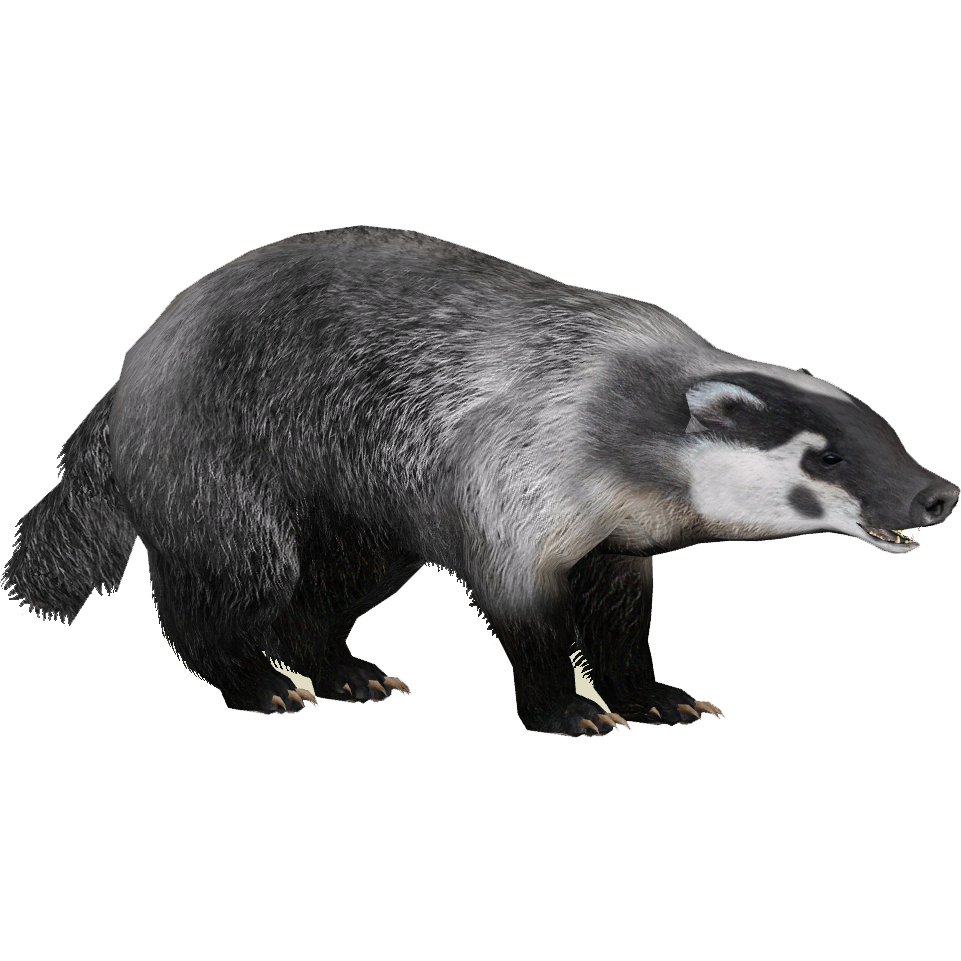 Badger Transparent PNG Image
