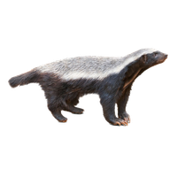 Badger PNG
