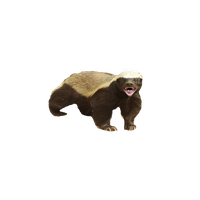 Badger PNG