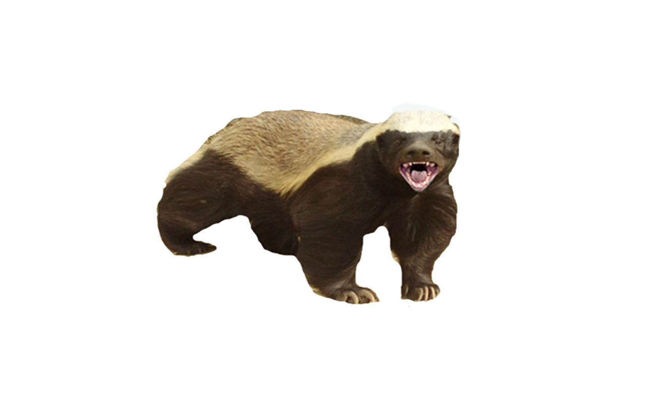 Badger Transparent PNG Image