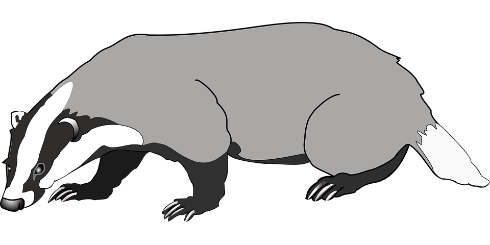 Badger Transparent PNG Image