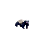 Badger PNG