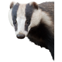 Badger PNG