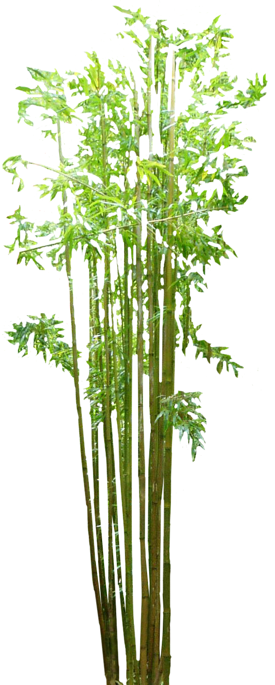 Bamboo Image PNG Image