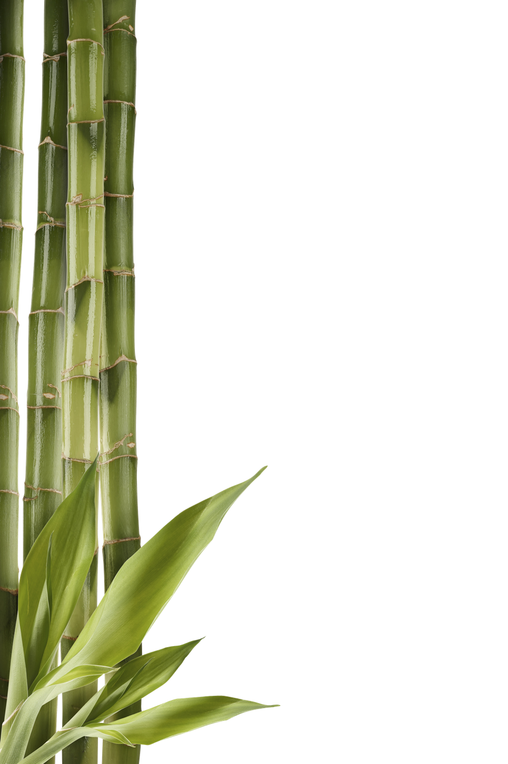 Download Bamboo Clipart HQ PNG Image | FreePNGImg