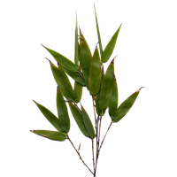Bamboo Leaf Image Transparent PNG Image