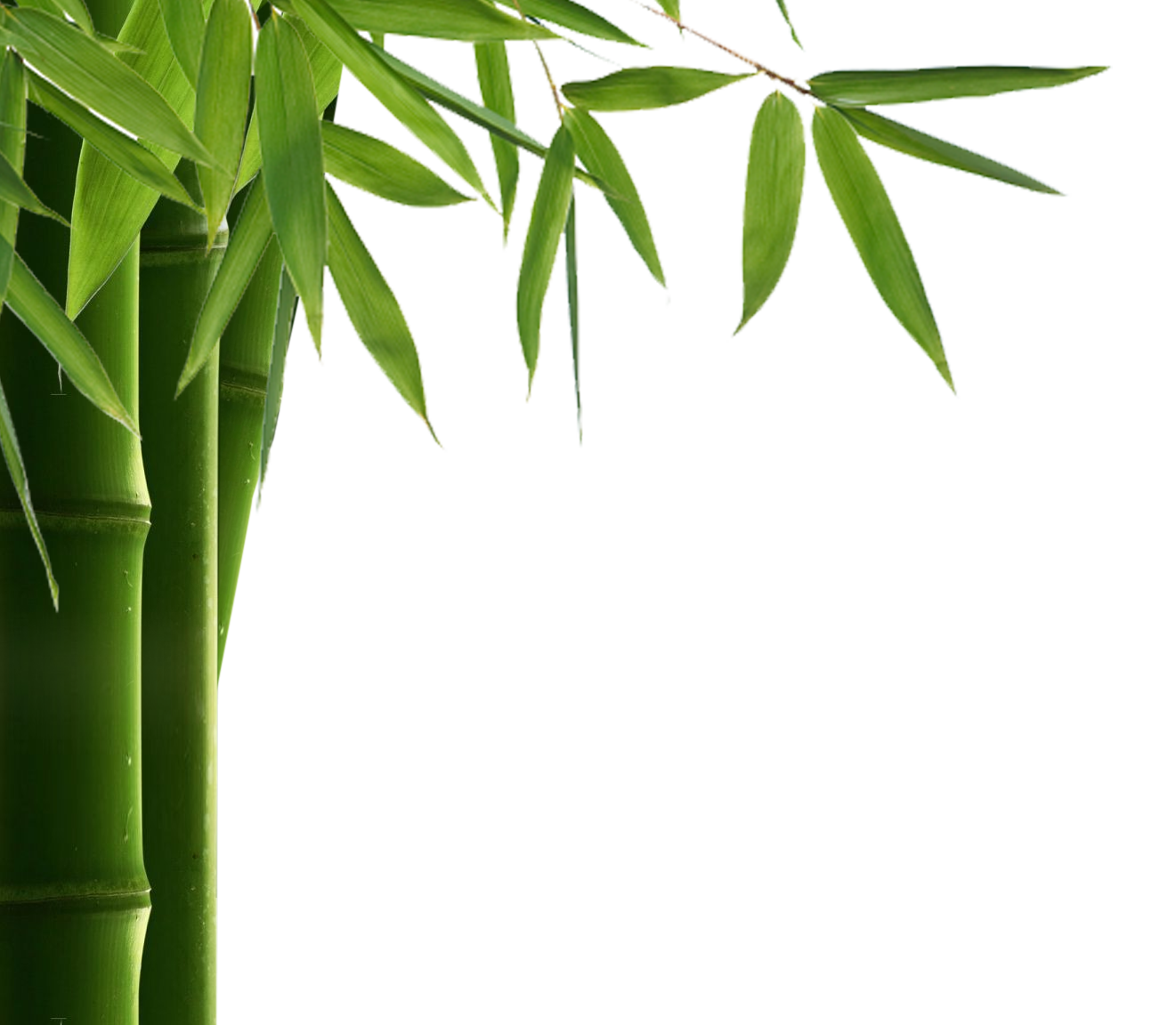 Bamboo Leaves Png