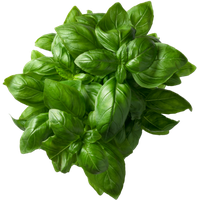 Basil PNG