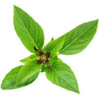 Basil PNG