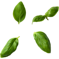 Basil PNG