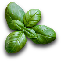Basil PNG