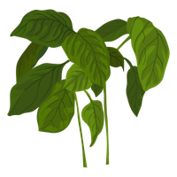 Basil PNG
