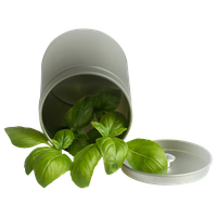 Basil PNG
