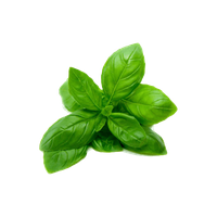 Basil PNG