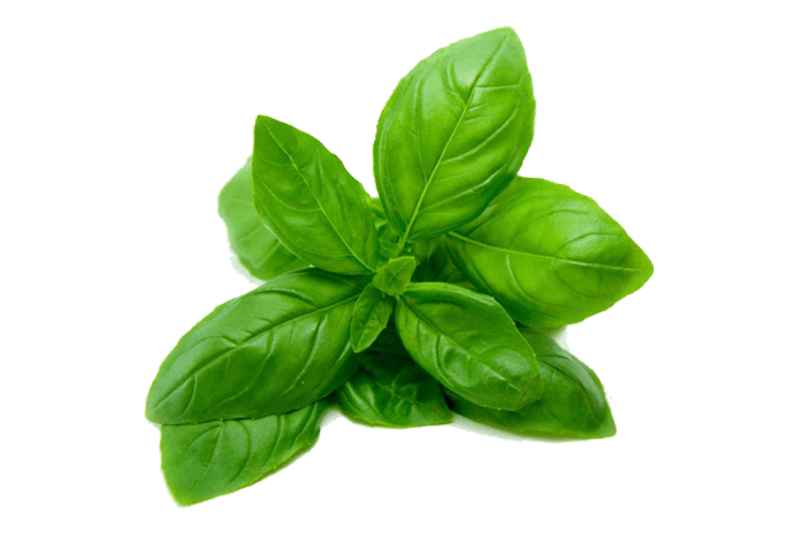 Basil Transparent PNG Image