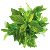 Basil PNG