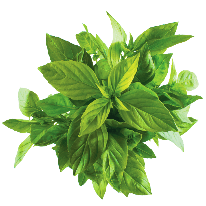 Basil Transparent PNG Image