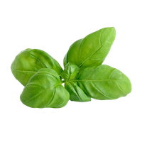 Basil PNG