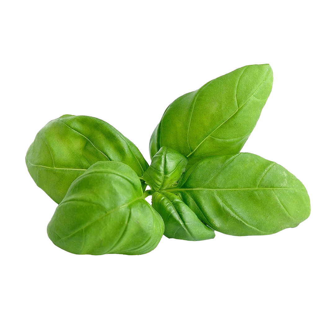 Basil Transparent PNG Image