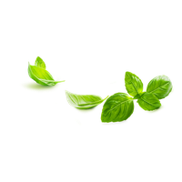 Basil PNG