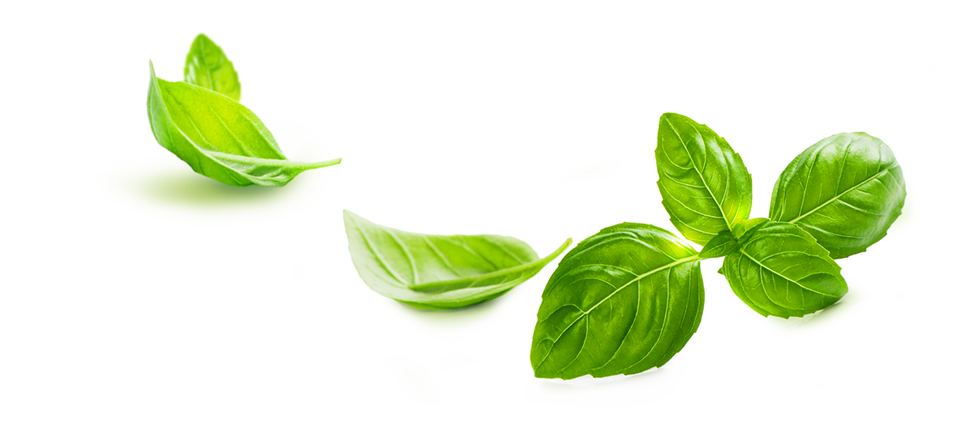 Basil Transparent PNG Image