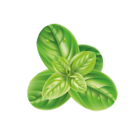 Basil PNG