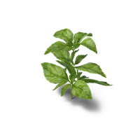 Basil PNG