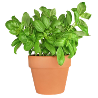 Basil PNG