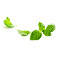 Basil PNG