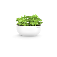 Basil PNG