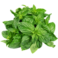 Basil PNG