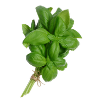 Basil PNG