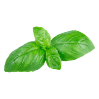 Basil PNG