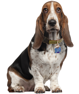 Basset Hound Picture PNG Image