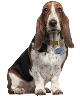 Basset Hound Picture Transparent PNG Image