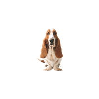 Download Basset Hound Png HQ PNG Image | FreePNGImg