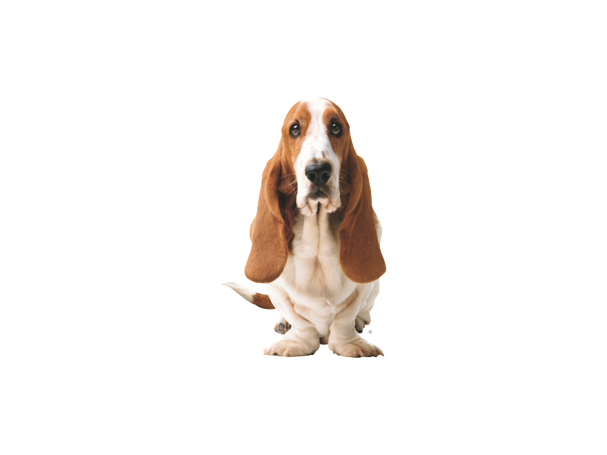 Basset Hound Png Picture PNG Image