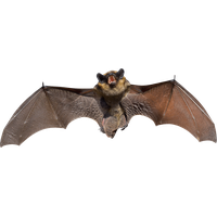 Big Bat PNG Free Photo PNG Image