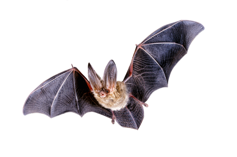 Bat Png Clipart PNG Image
