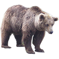 Bear Png 12 PNG Image