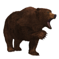 Bear Crawling PNG File HD PNG