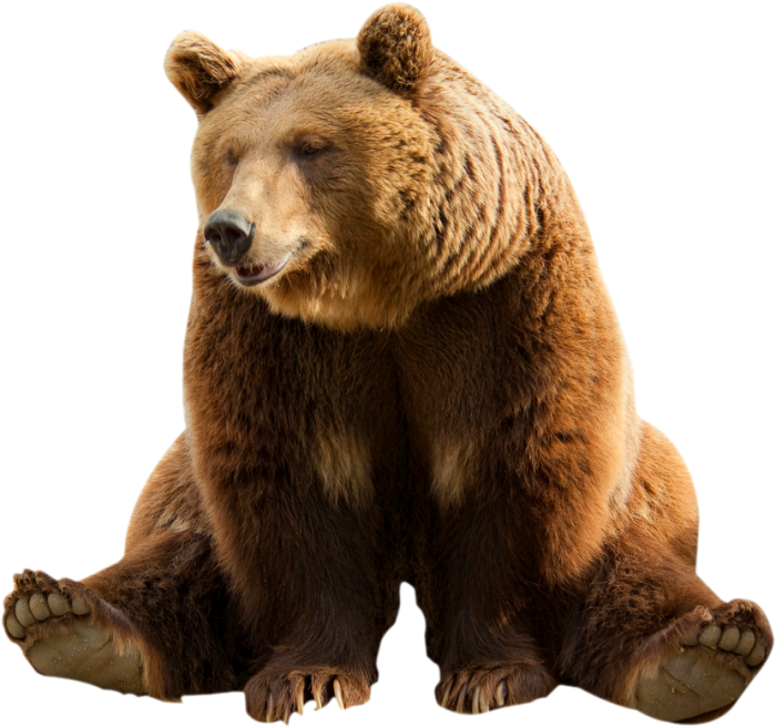 Bear Sitting Free Download PNG HQ PNG Image