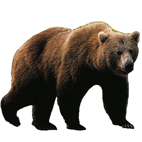 bear PNG transparent image download, size: 4000x3097px