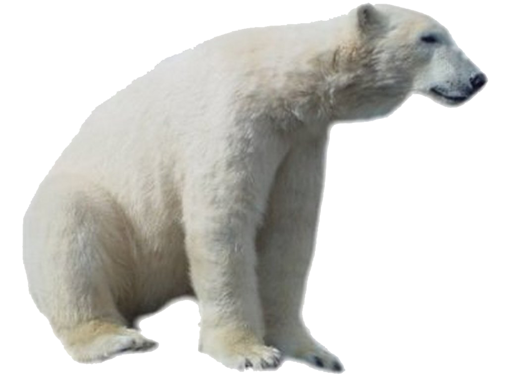 White Bear Free Clipart HD PNG Image