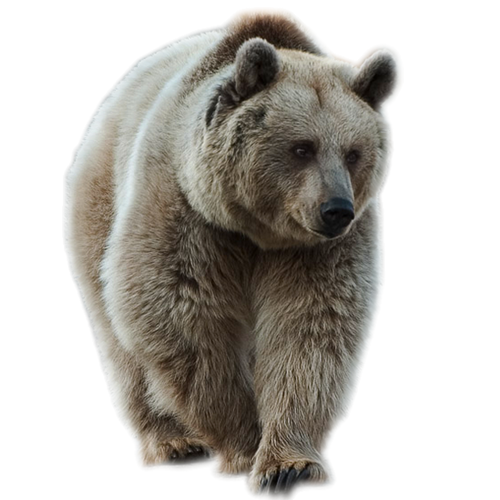 Brown Giant Bear PNG Image High Quality PNG Image