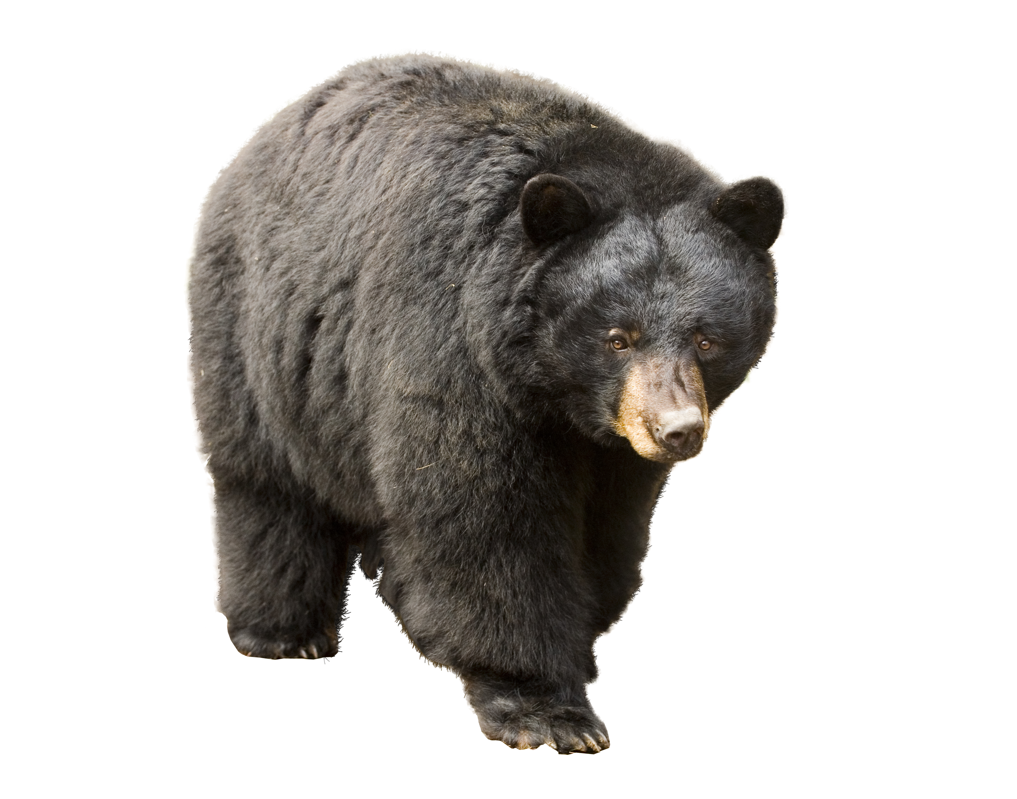 Real Wild Bear PNG Image High Quality PNG Image