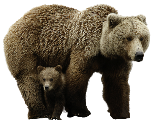 Real Baby With Bear HD Image Free PNG Image