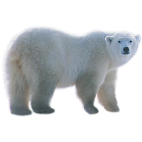 Download Bear Free PNG photo images and clipart | FreePNGimg