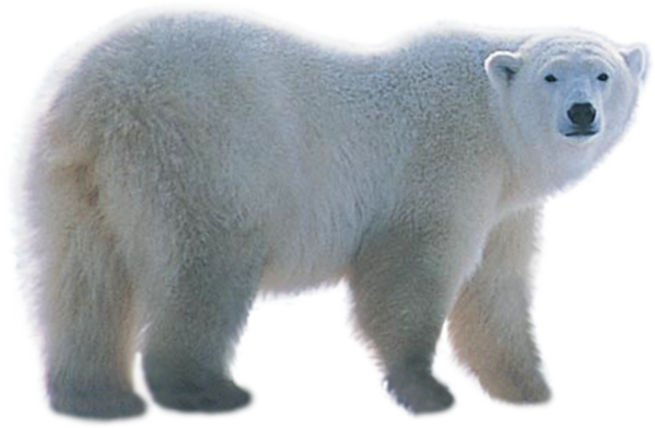 Real Polar White Bear Free Download PNG HD PNG Image
