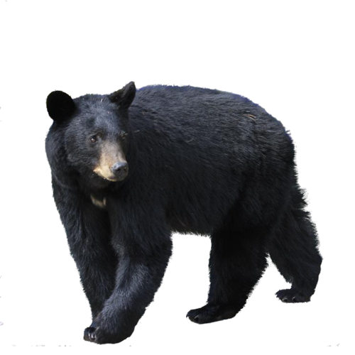 Wild Real Bear PNG Image High Quality PNG Image